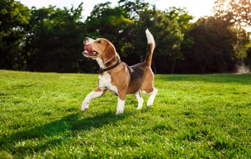 peludos-e-amados-10-racas-de-cachorros-beagle-10