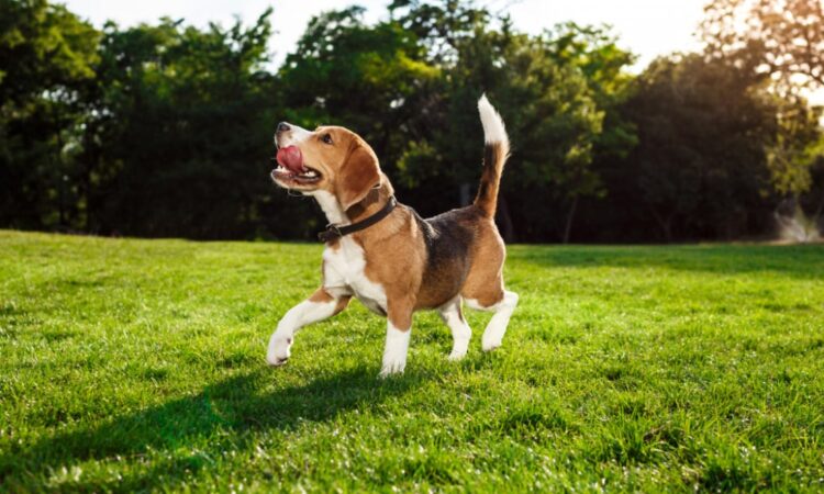 peludos-e-amados-10-racas-de-cachorros-beagle-10
