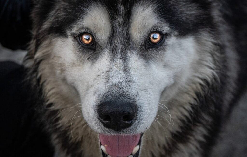 peludos-e-amados-10-racas-de-cachorros-husky-siberiano-06.jpg