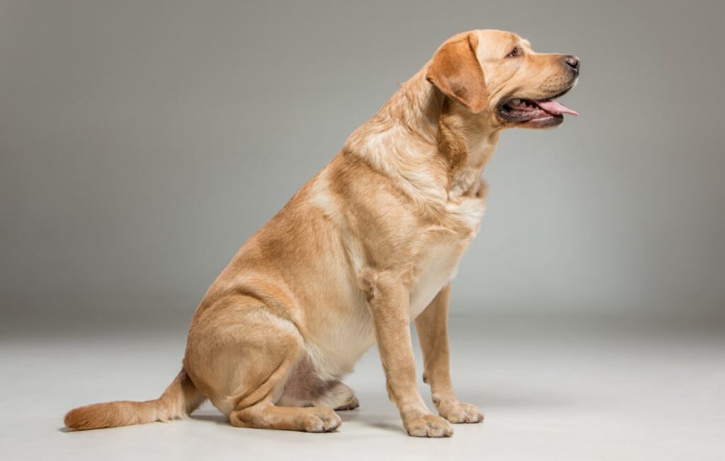 peludos-e-amados-10-racas-de-cachorros-labrador-retriever-05