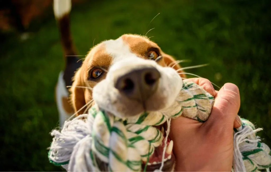 peludos-e-amados-beagle-03-min