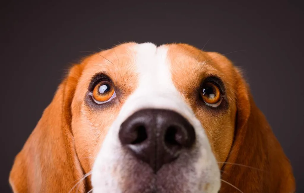 peludos-e-amados-beagle-09-min