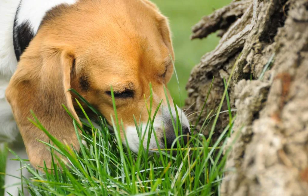 peludos-e-amados-beagle-10-min