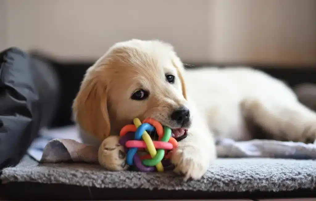 peludos-e-amados-filhote-de-golden-retriever-01
