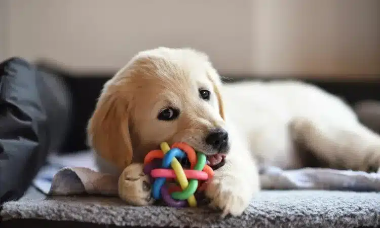 peludos-e-amados-filhote-de-golden-retriever-01