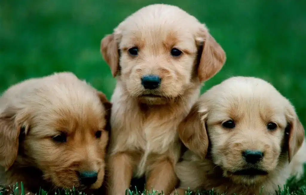 peludos-e-amados-filhote-de-golden-retriever-02