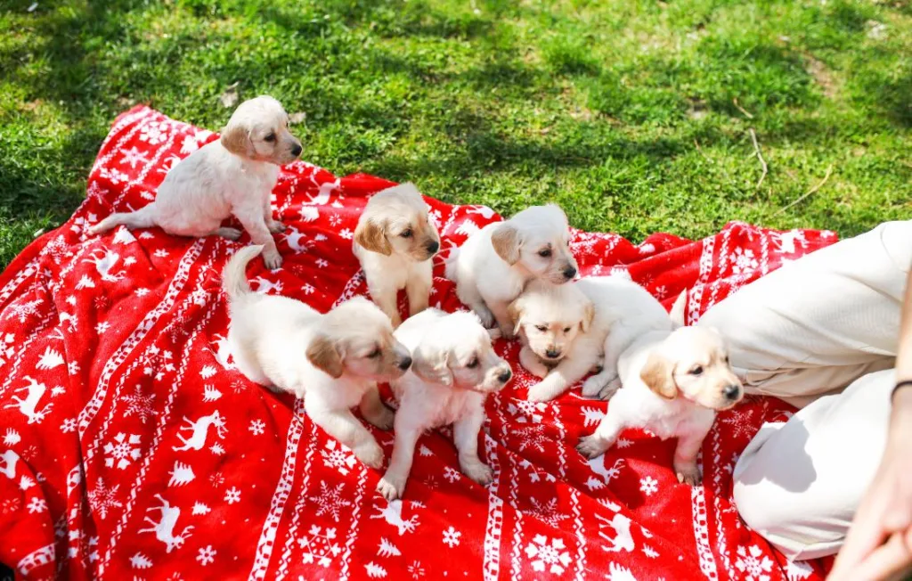 peludos-e-amados-filhote-de-golden-retriever-03