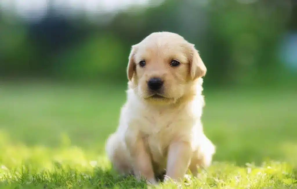 peludos-e-amados-filhote-de-golden-retriever-05