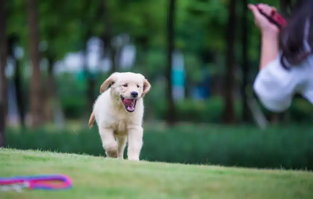 peludos-e-amados-filhote-de-golden-retriever-06