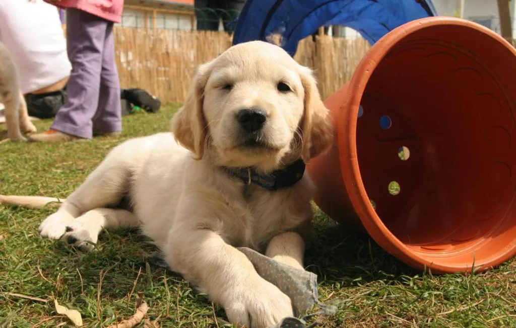 peludos-e-amados-filhote-de-golden-retriever-07
