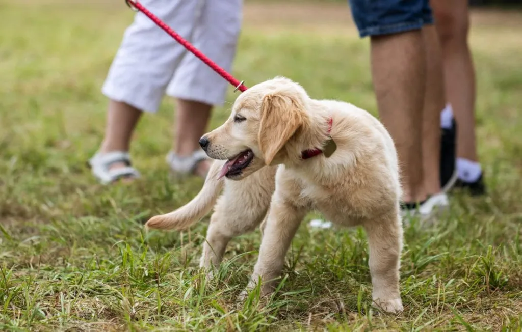 peludos-e-amados-filhote-de-golden-retriever-08
