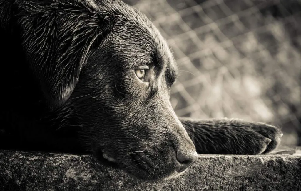 cachorro triste