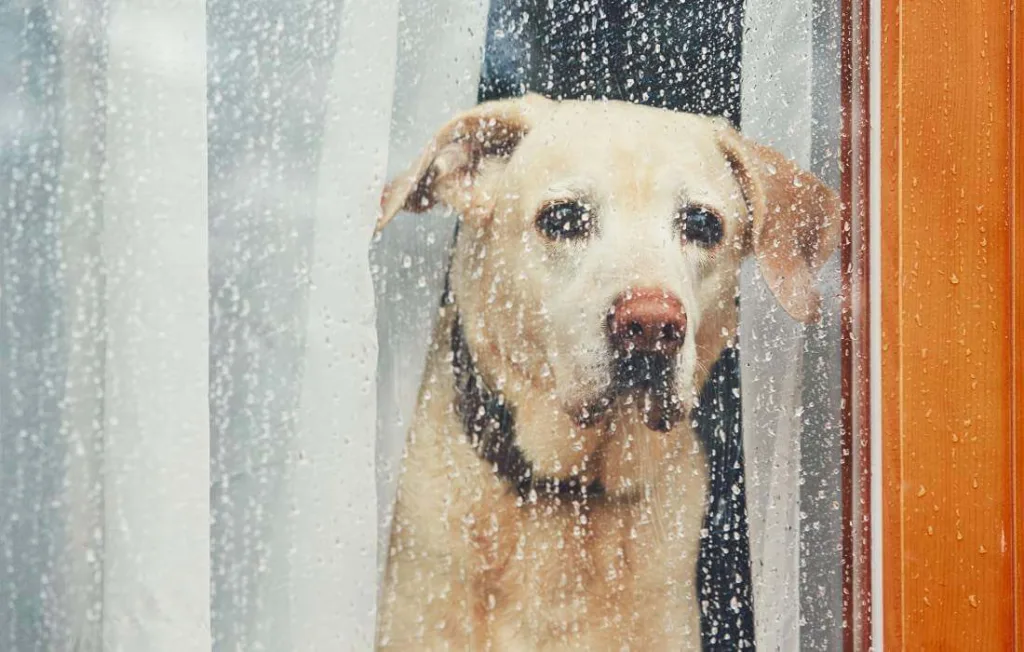 cachorro triste na janela chuvosa