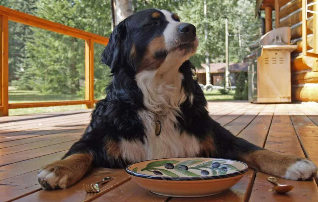 Cachorro não olha para o prato, olha para o dono, pedindo algo?