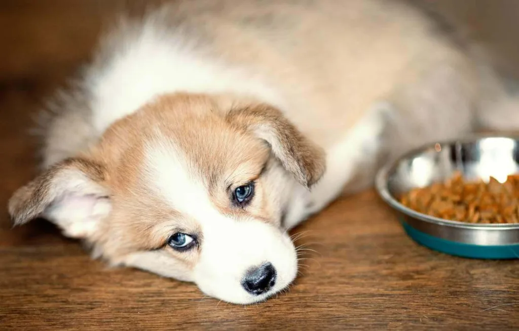 cachorro não quer comer a ração ao lado dele, olhar de tédio