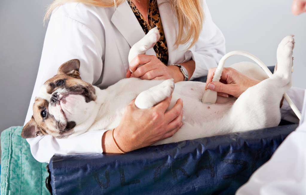 peludos-e-amados-bulldog-ingles-05