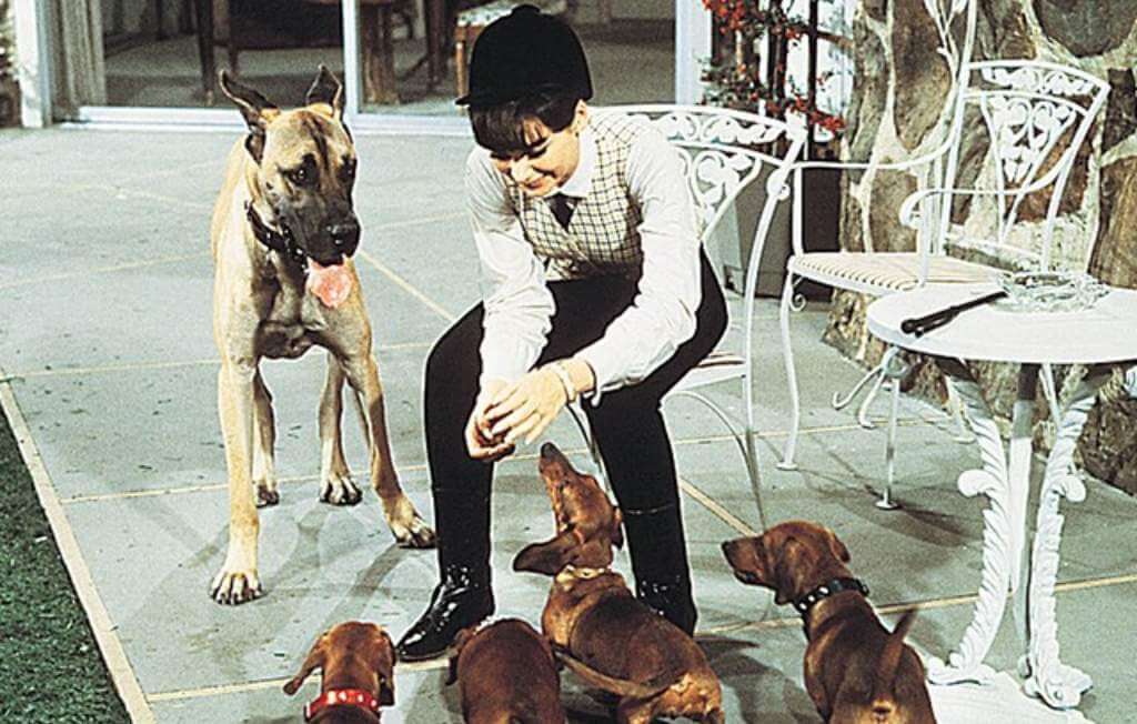 cena do filme the ugly dashund