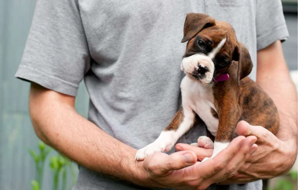 filhote de cachorro boxer nas mãos de um homem