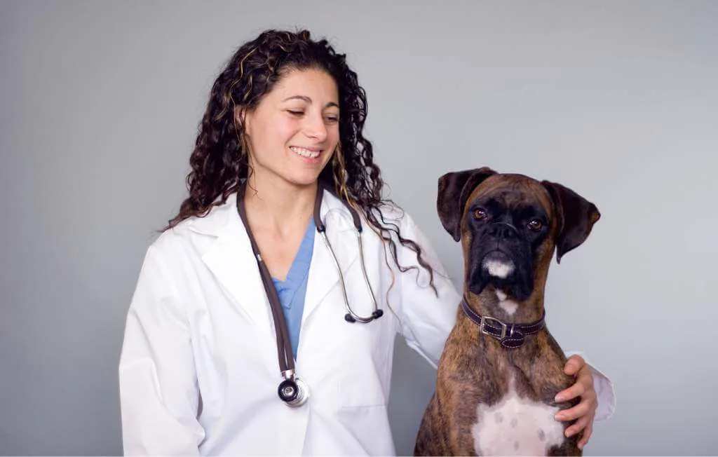 veterinária ao lado de um cachorro boxer