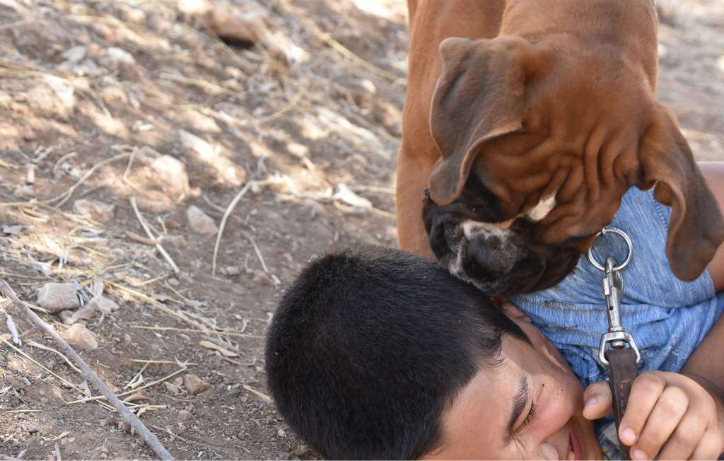 cachorro boxer brincando com um menino rindo no chão